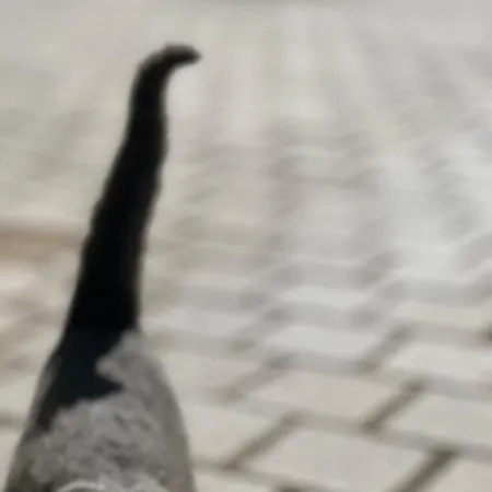 Martin アパートホテル 3*