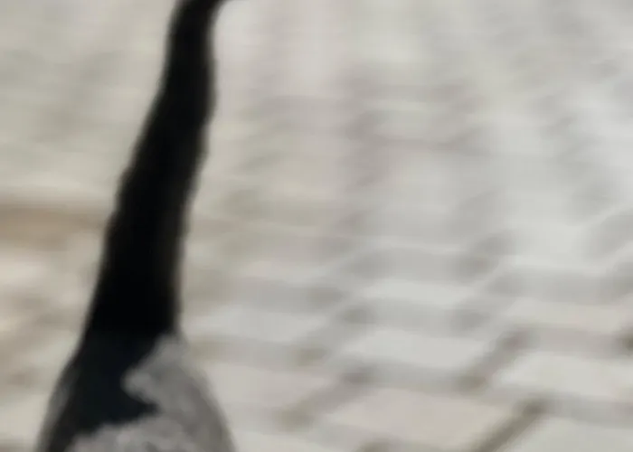 Martin Aparthotel 3*